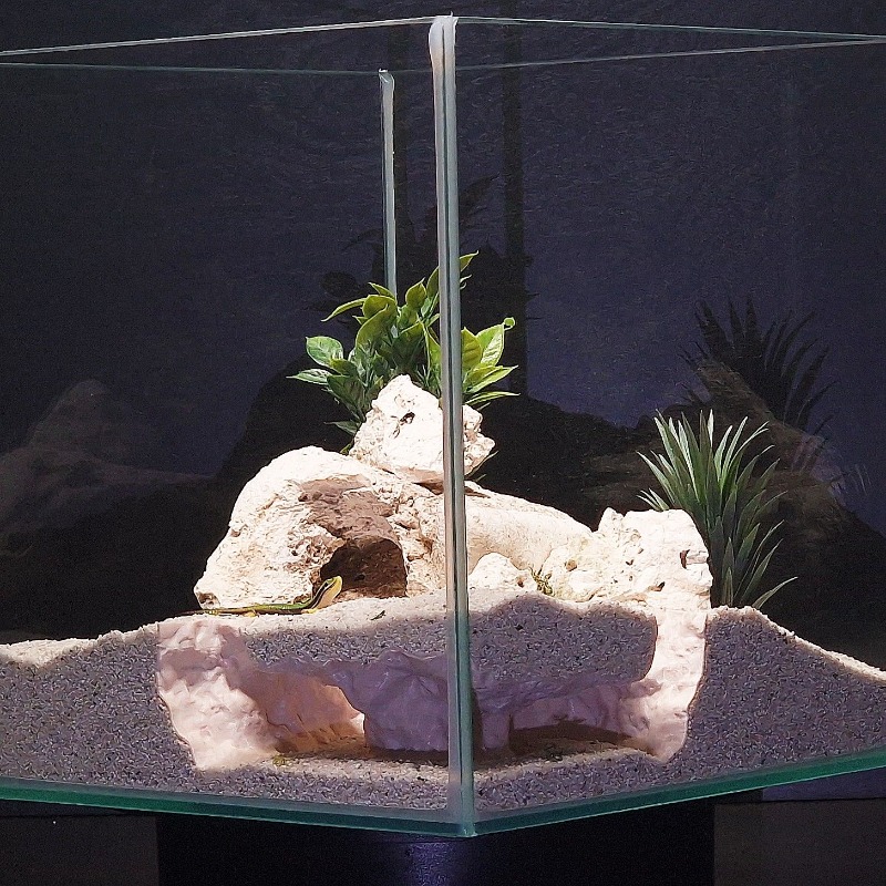 3DPrinted Fish Tank Tunnel She - 3D Printing Lizard ulasan dan harga